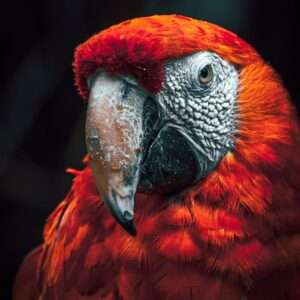 Tribal/Canto Guacamaya